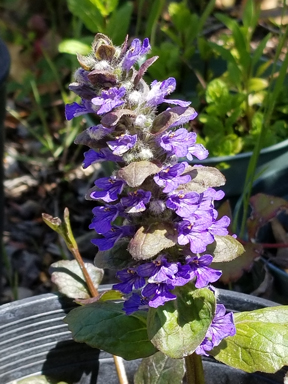 Campanula